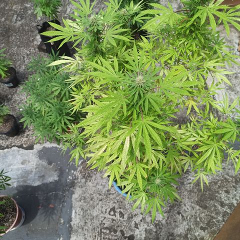 White widow .1 growlog timeline photo