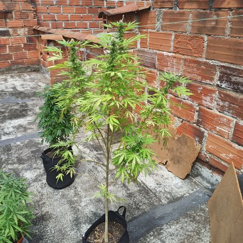 White widow .1 growlog timeline photo