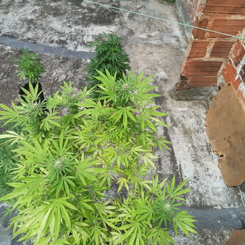 White widow .1 growlog timeline photo