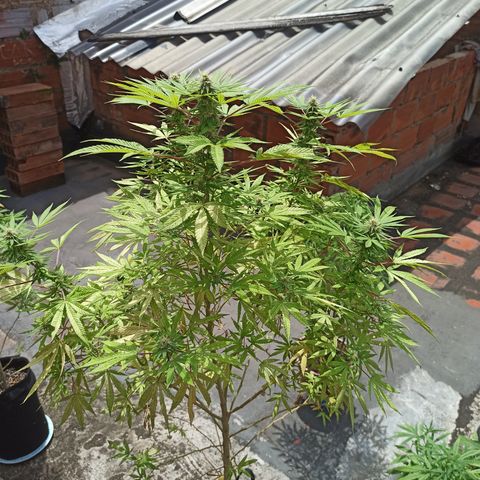 White widow .1 growlog timeline photo