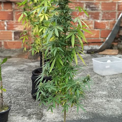 Enana #1 m-2 la Torre Eiffel 🗼 growlog timeline photo