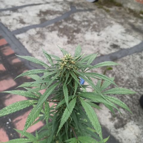 Enana #1 m-2 la Torre Eiffel 🗼 growlog timeline photo