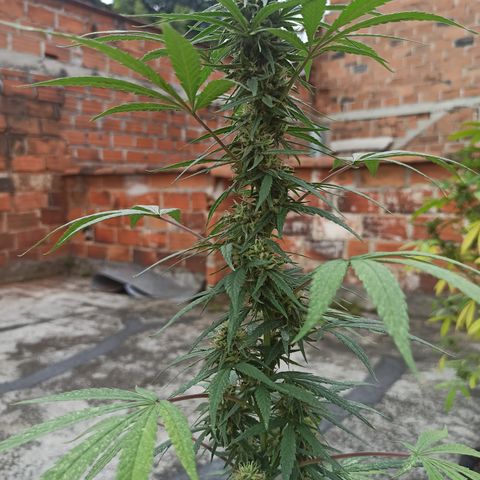 Enana #1 m-2 la Torre Eiffel 🗼 growlog timeline photo