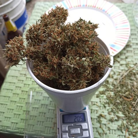 Enana #1 m-2 la Torre Eiffel 🗼 growlog timeline photo