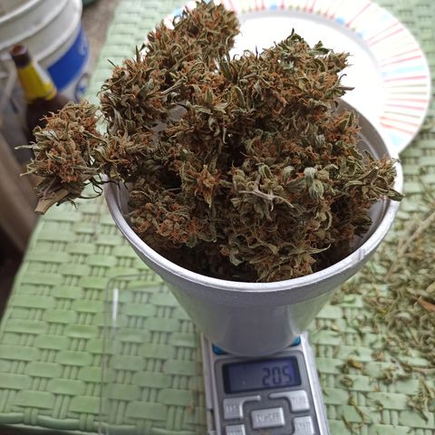 Enana #1 m-2 la Torre Eiffel 🗼 growlog timeline photo