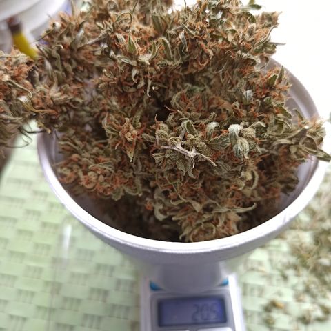 Enana #1 m-2 la Torre Eiffel 🗼 growlog timeline photo