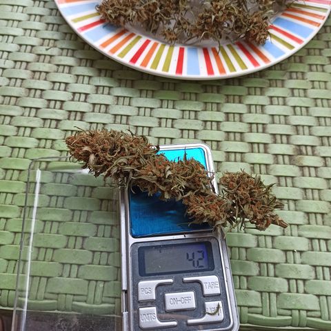 Enana #1 m-2 la Torre Eiffel 🗼 growlog timeline photo
