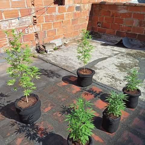 White widow M-1 growlog timeline photo