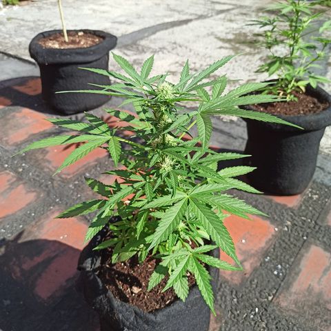 White widow M-1 growlog timeline photo
