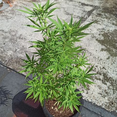 White widow M-1 growlog timeline photo