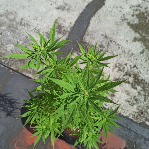 White widow M-1 growlog timeline photo