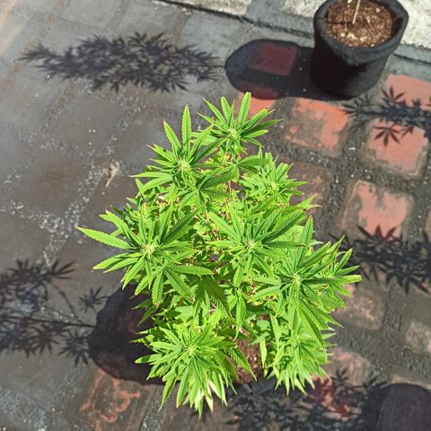 White widow M-1 growlog timeline photo