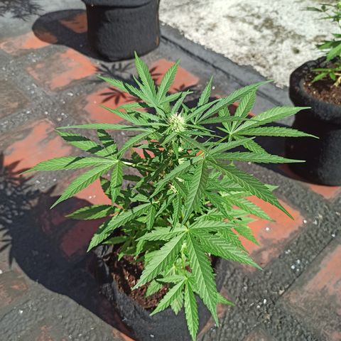 White widow M-1 growlog timeline photo