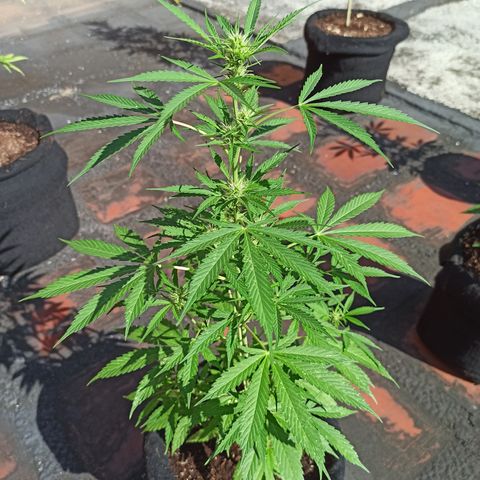 White widow M-1 growlog timeline photo