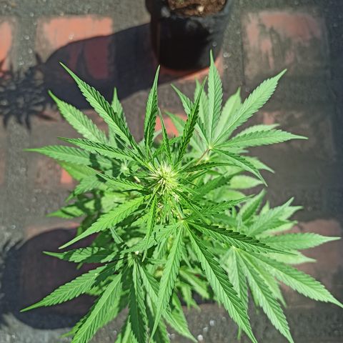 White widow M-1 growlog timeline photo