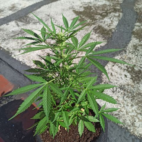 White widow M-1 growlog timeline photo