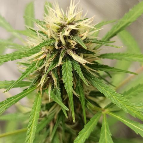 BCN 1 growlog timeline photo