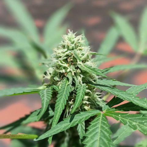 BCN 3 growlog timeline photo
