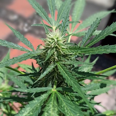 BCN 2 growlog timeline photo