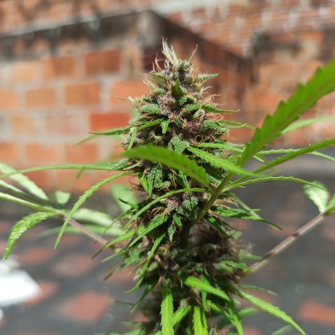 BCN 1 growlog timeline photo