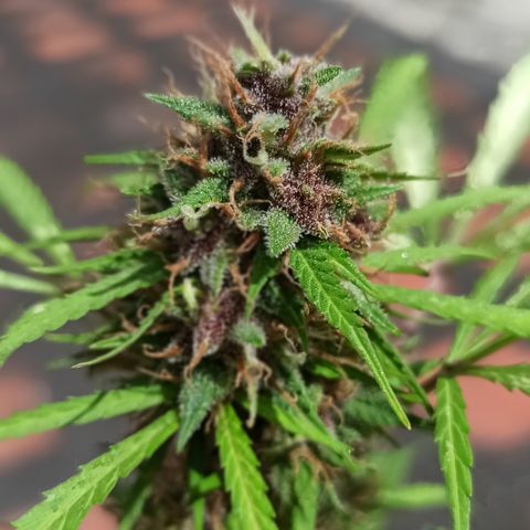 BCN 1 growlog timeline photo