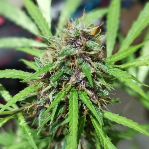 BCN 1 growlog timeline photo