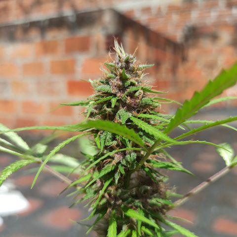 BCN 1 growlog timeline photo