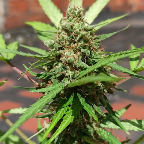 BCN 3 growlog timeline photo
