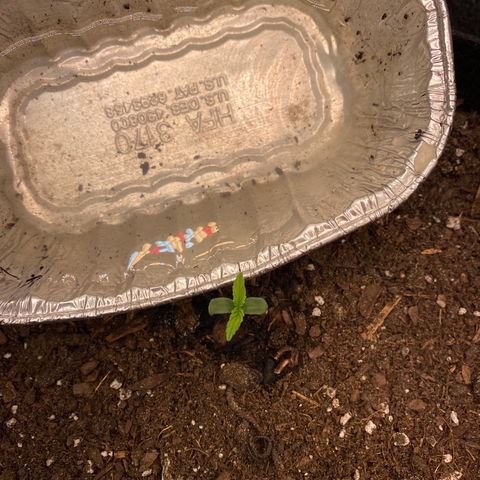 Pineapple Express Auto growlog timeline photo