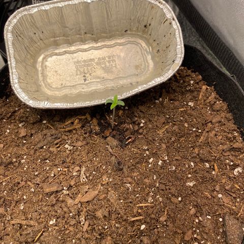Pineapple Express Auto growlog timeline photo