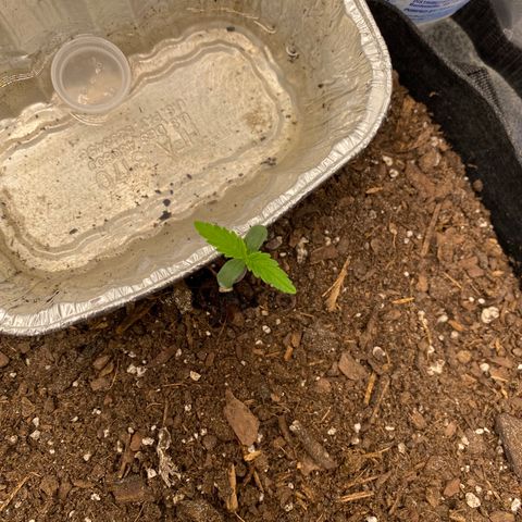 Pineapple Express Auto growlog timeline photo