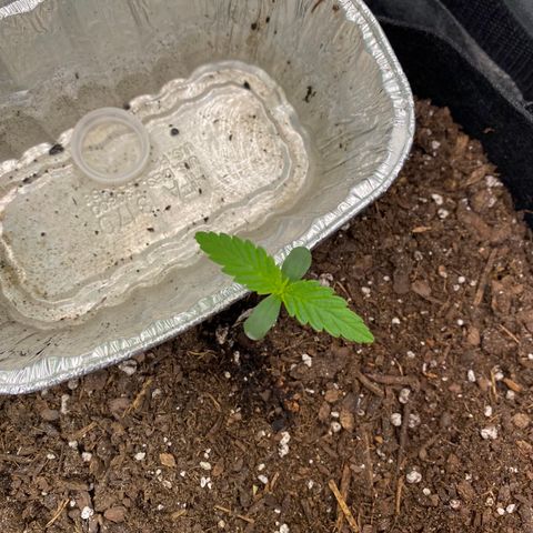 Pineapple Express Auto growlog timeline photo