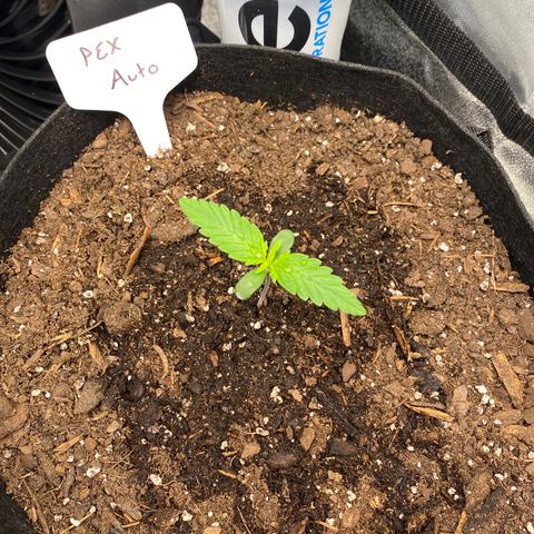 Pineapple Express Auto growlog timeline photo