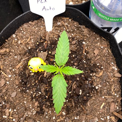 Pineapple Express Auto growlog timeline photo