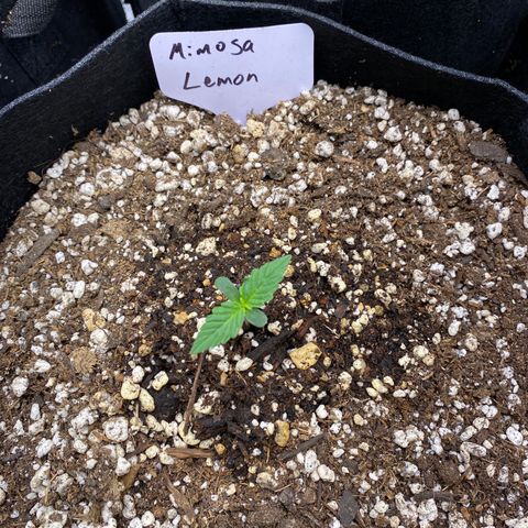 Mimosa Lemon Auto growlog timeline photo