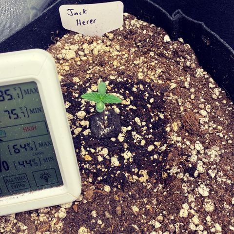 Jack Herer Auto growlog timeline photo