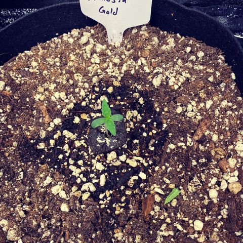 Auto Amnesia Gold growlog timeline photo