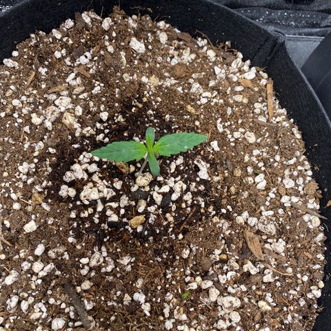 Auto Amnesia Gold growlog timeline photo