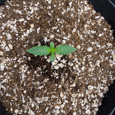 Jack Herer Auto growlog timeline photo