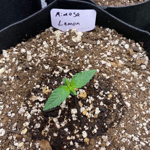 Mimosa Lemon Auto growlog timeline photo