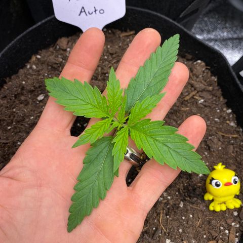 Pineapple Express Auto growlog timeline photo