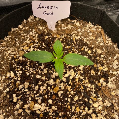 Auto Amnesia Gold growlog timeline photo