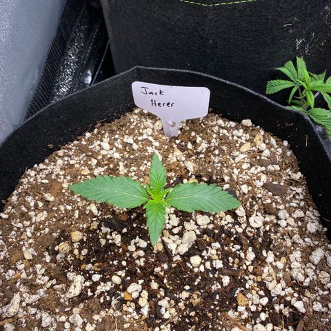 Jack Herer Auto growlog timeline photo