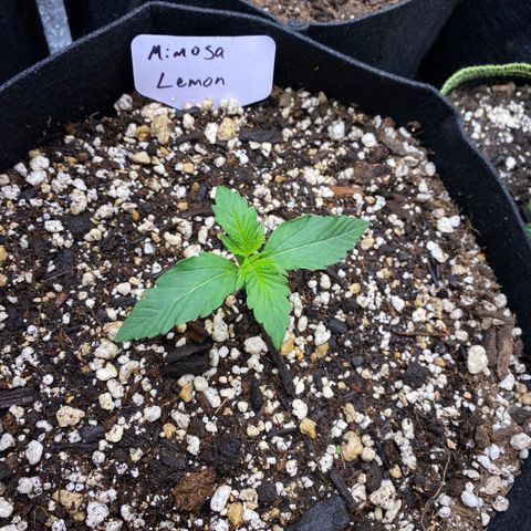 Mimosa Lemon Auto growlog timeline photo