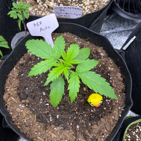 Pineapple Express Auto growlog timeline photo