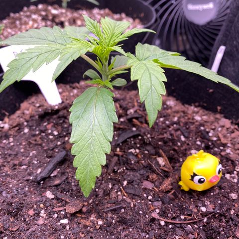 Pineapple Express Auto growlog timeline photo