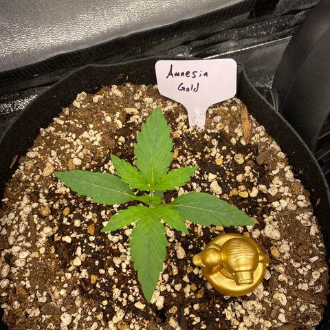 Auto Amnesia Gold growlog timeline photo