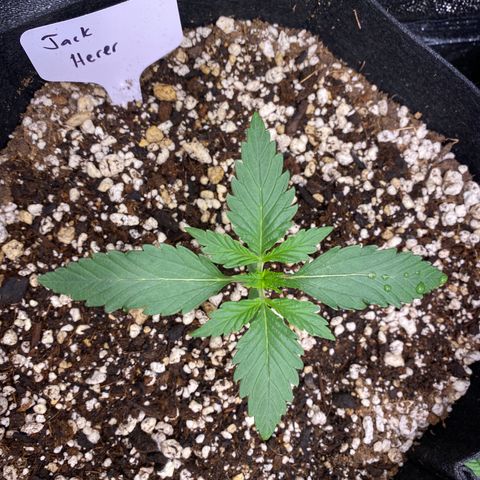 Jack Herer Auto growlog timeline photo