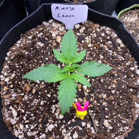 Mimosa Lemon Auto growlog timeline photo