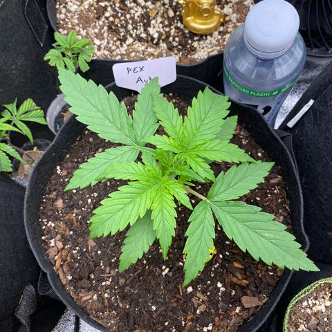 Pineapple Express Auto growlog timeline photo